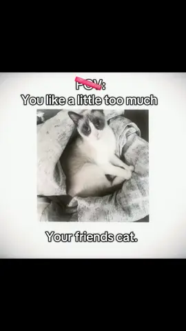 Credits to  lorelei_templates for the template and @Owlmond for her cat #fyp #viral #cat #edit #cutebaby 