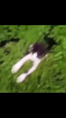 How many r in that bush 🤣#dailymemes #fypシ゚ #CatTok #MeowMood #fyp 