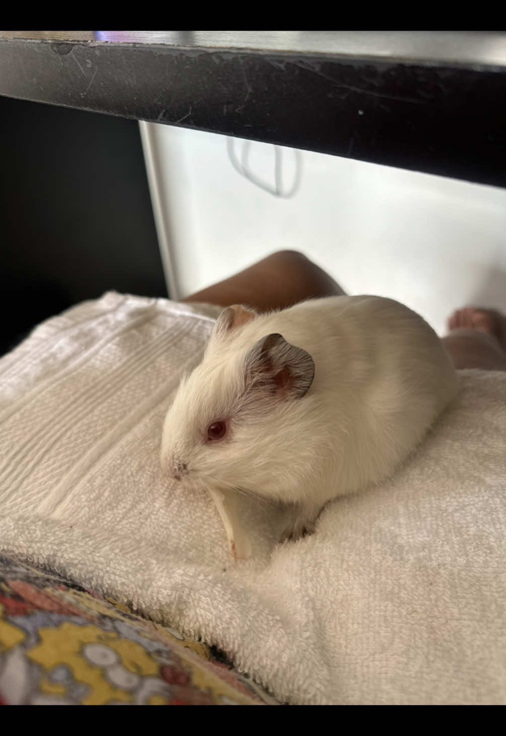 #fyp #tiktokbrasil #petlovers #porquinhodaindia #viral 