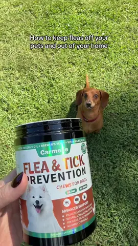 There’s absolutely no reason to struggle with keeping fleas off of your pets when you only need to give them a daily to no toxic chemicals required #FleaPrevention #DogHealth #DogsOfTikTok #DogMom #TikTokShopRestock 