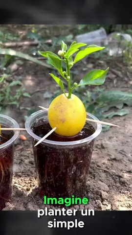 #creatorsearchinsights Astuces incroyable pour un  citronnier 🍋🍋‍🟩 #gardening #gardentok #garden #jardin 
