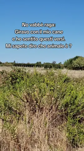#pasqualinus #versi #animali 