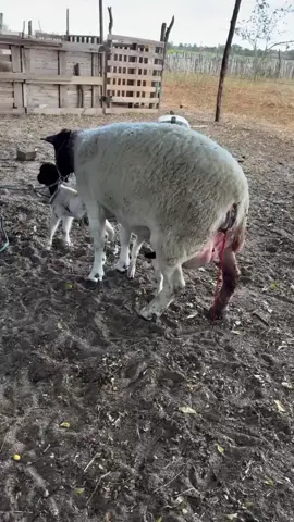 Warmth in the heart, a smile from ear to ear, sparkle in the eyes. #gratitudeToGod  #dorperfullblood #dorper #dorpersheep #dorpersheepfarming  #agro