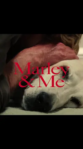 “You’re a great dog Marley.” . . #marleyandme #dog #movie #owenwilson #edit 