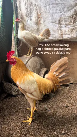 White gold #fyp #fypviralシ #backyardbreeders #whitegold 
