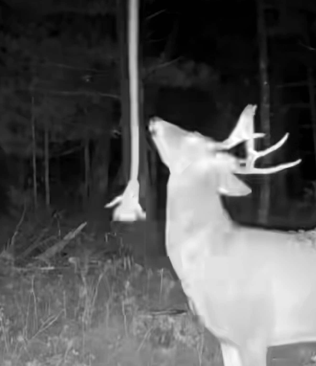 Our goal with HempScent Rope Setups and all of our HODAG products is to trigger the snowball of natural scent communication on your setup!🔥 These setups rely on deer to scent mark to be effective so you have to put them in an area where deer are! If you aren’t getting deer on your setup then it’s likely in the wrong spot or at least the wrong spot for that season! 👍🏻🦌 We have setups that we know won’t get interaction until the deer love into that area during October. We also have setups where interaction will almost stop because bucks move out of that area during the fall! A lot of it is knowing your land and the deer on it! 💯 #deerhunting #whitetaildeer #bigbucks #bowhunting #hemprope 