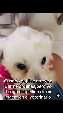 Cómo te atreves 🙄🙄 #perritostiktokers#popitalove