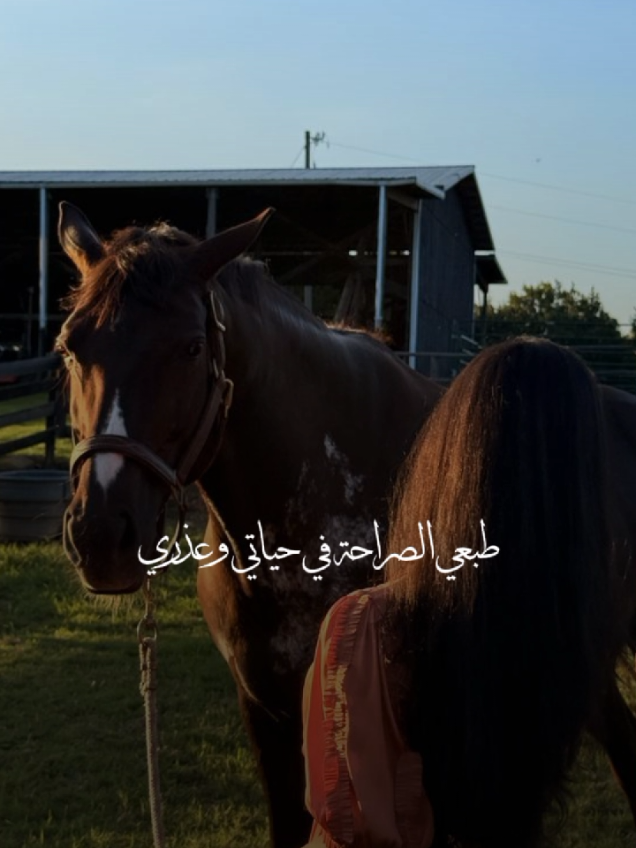 🐎🖤#CapCut #خيل_حصان_فرس_مهره_خيول_امهار_العاديات #مهرة🐎 #الاردن #خيل_وخياله🐎 