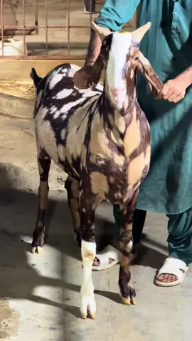 COMMANDO TREND😍 #shoq #fyp #fypシ゚ #foryoupage #goat 