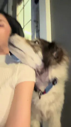 #โกเทนหมาบางแก้ว #หมาบางแก้ว #บางแก้วน่ารัก🐶💕🥰 