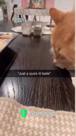 #fyp #trending #cat #catsoftiktok #cats 
