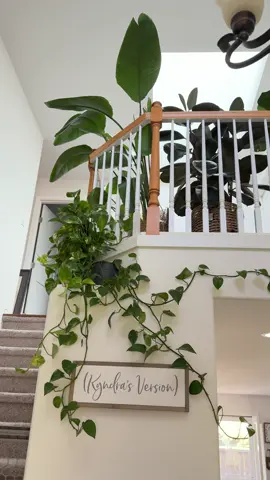 The before, and the vision… stay tuned for the after. I’ve also linked to two of my favorite products for strong, healthy plants.  #houseplants #plants #homedecor #interiordesign 