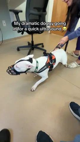 Next post will have a full update! #dogs #vettech #vetmed #sad #sogsoftiktok 