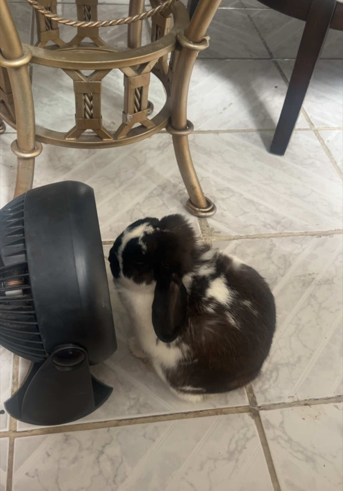 Chiquis loves the fan. The princess of the house💖 #fypシ #cutebunny #hollandlop #bunniesoftiktok #rabbit #bunnies #foryoupage 
