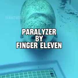 THANK YOU FOR 3000 FOLLOWERS?? WHAT?? 🤍🤍🤍 here’s paralyzer by finger eleven brought to you by seals #fingereleven #seal #sealtok #lyrics #followergoal 