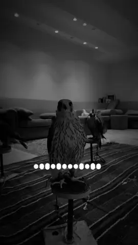#سوريا 