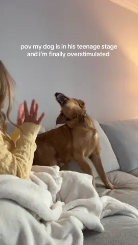 don’t worry we’ll be friends again in like 20 mins #goldenretriever #zoomies #puppy #fyp #funny 