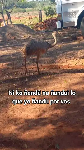 Ni ko ñandú no ñandui lo que yo ñandu por vos## @️ 🙃❤️