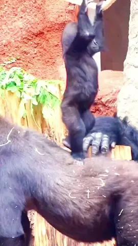 so funny gorilla video I can't stop laughing 😆 🤣 #funny #sofunny🤣🤣 #funnygorilla #foryou #viralvideo 