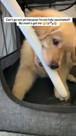 I’ll be OUTSIDE 🚗#foryoupage #fyp #goldenretriever #stroller #foryouu 🥯🐶🐾