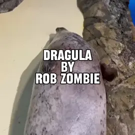 dragula by rob zombie lyric edit brought to you by seals  #robzombie #seal #sealtok #dragula #dadrock 