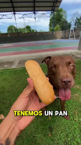 No aguante jefe 🤧🐶