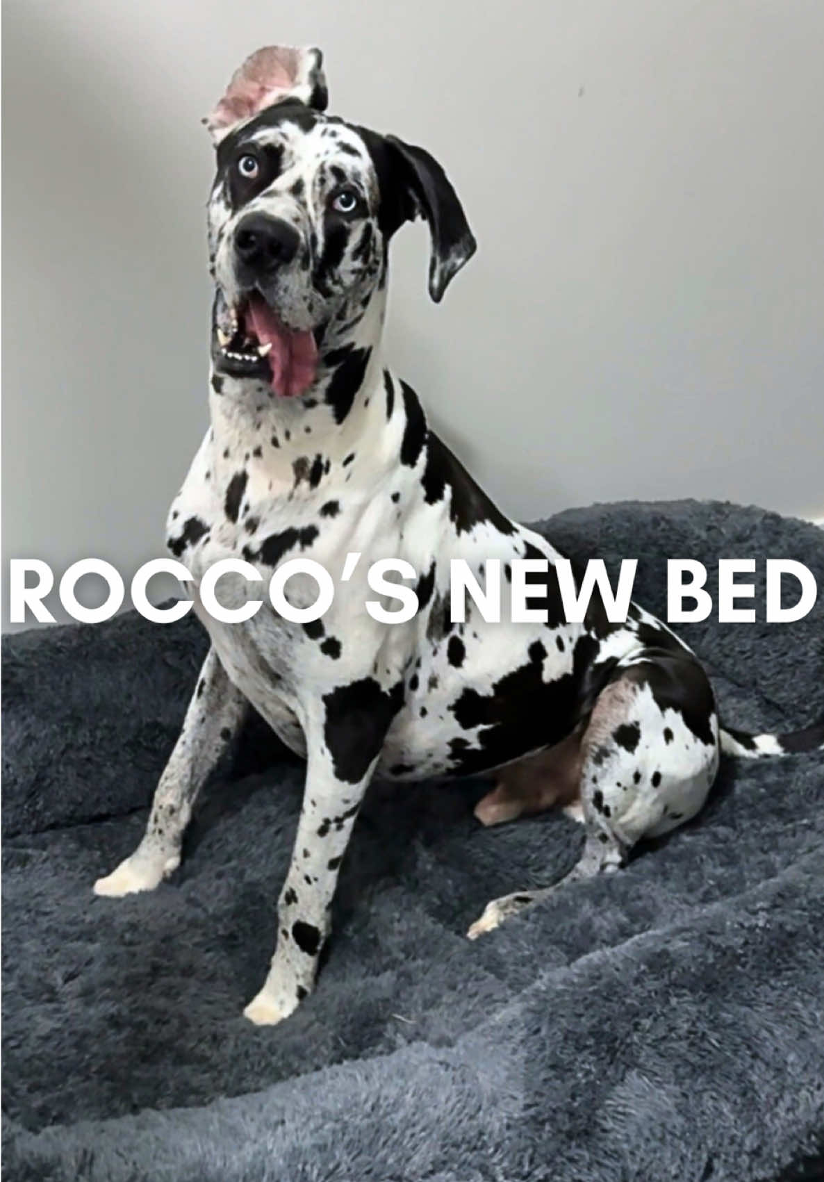 #roccothegreatdane #harlequingreatdane #dogvlog #funnydog #dogbed