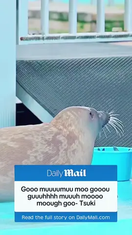 Muu #fyp #xzyabc #seals #sealsoftiktok #tokkaricenter 