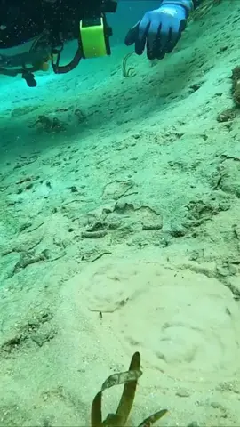 #treasurehunt #scubadiving #underwater #fyp 