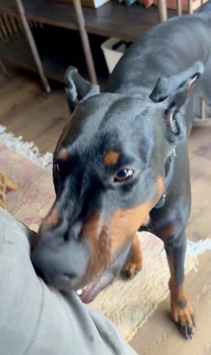 Just a little nibble  #lovebite #dobermann #dobie #dogsoftiktok #doberman 