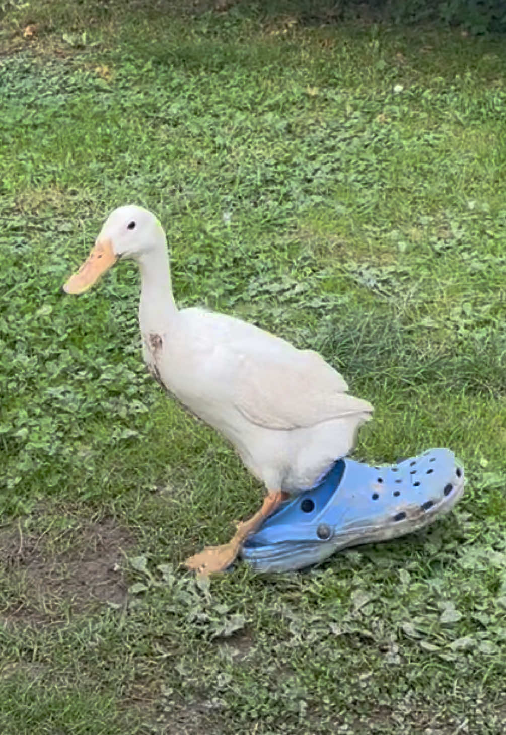 When your duck steals your dad’s shoe😅 #ducktok #funnyanimals #petduck #indianrunnerduck #fyp 
