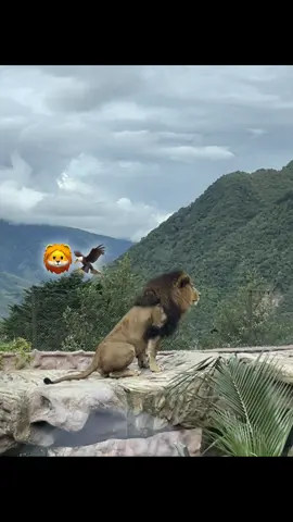 🦁