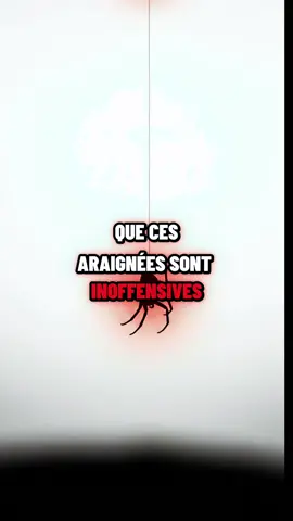 Le jour oú il a plu des araignées !