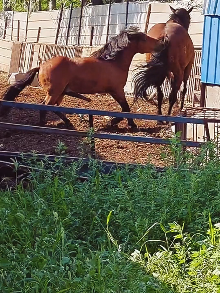 funny horse 🐎  #horse #funny #fyp #foryou #viral 