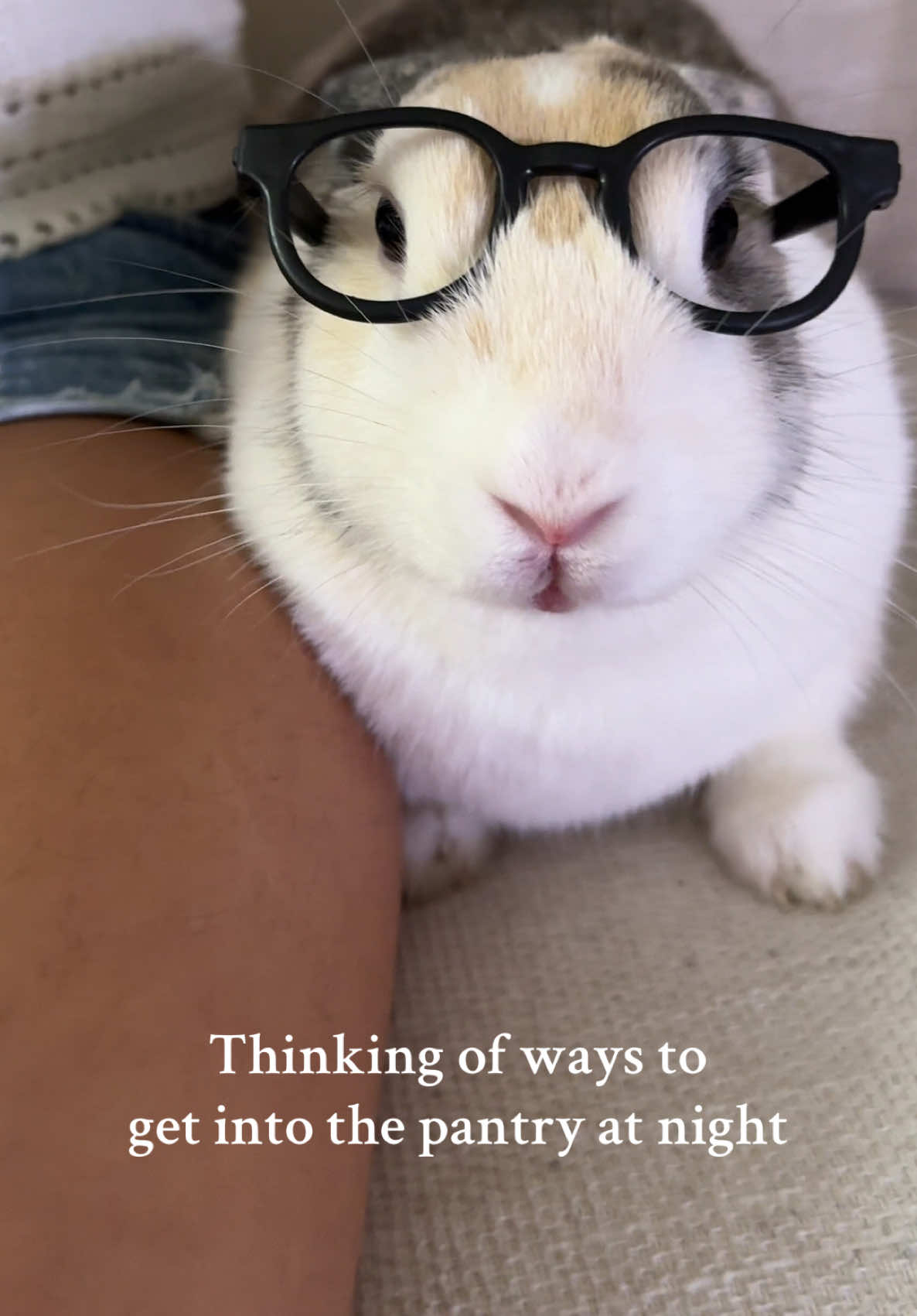 He is planning…  #fyp #funny #bunny #funnyvideos #pets 