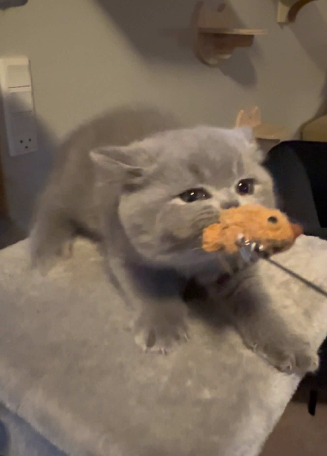 😼 #britishshorthair #rikety #cute #kitten #cat 