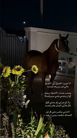 #اكسبلورexplore #مالي_خلق_احط_هاشتاقات #فارم_كافيه #خيل_وخياله🐎 