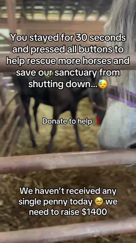 You stayed for 30 seconds and pressed all buttons to help rescue more horses and save our sanctuary from shutting down…😓 We haven’t received any single penny today 🥹 we need to raise $1400 Donate to help ❗️ HOW TO DONATE ⬇️  tap the PayPal link in bio and click 🙏❤️ #horeselover #horsesontiktok #goviral #fyp #mustang 