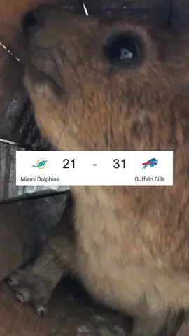 The adventure continues… #brainrot #nfl #storytime 