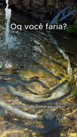 E vc o que faria ?