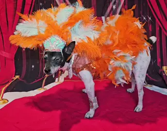 Life of a Showdog. Wasabi unleashing his inner superstar. #thelifeofashowgirl #ts12 #swiftie #petcostume #petshoponline 