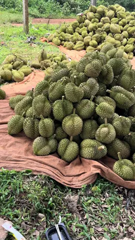 Làm được quả sầu vất vã lắm ai ơi! Nhà vườn cố gắng lên!