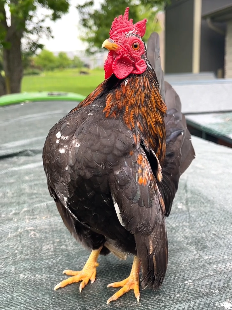 A menor galinha do mundo e o maior ego do galinheiro #animais #bichos #curioso 
