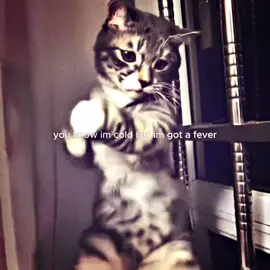 know im cold but im hot got a fever #fakemink #cat #edit #fyp #foryou 