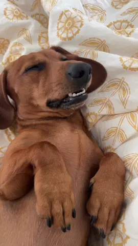Como debe ser 😴🐶🐾 #dachshund #minidachshund #perrosalchicha #salchicha #slinkyseverusdoo 