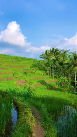 Sampurasun,Jalan jalan pagi, di pesawahan#reels__tiktok #kampungkuring #lemburkuring #suasanapesawahan #suasanapedesaan #pemandanganalam #viraltiktok #tasikmalaya_jawabarat #fyp #fyp 