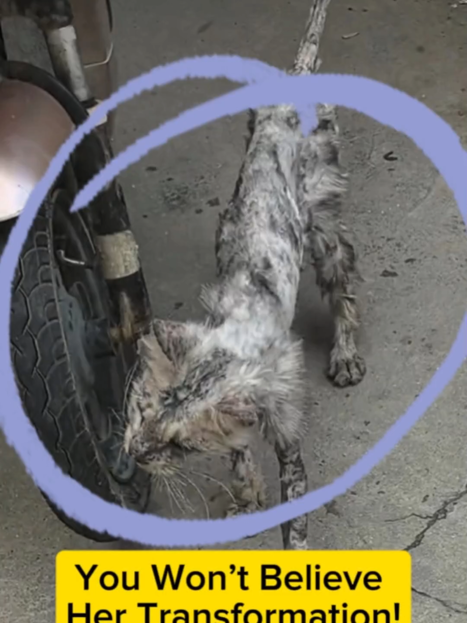 👉 From Starving Stray to Stunning Maine Coon Transformation #CatRescue #MaineCoon #StrayToBeautiful #BeforeAndAfter #AdoptDontShop 