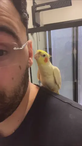 Rapaz, essa calopsita sabe o que tá falando, já gostei dos papo dela😂 #calopsita #animal #fyp #carro 