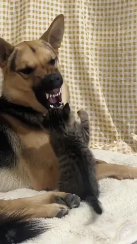 Cats and dogs 🥰🥰#dog #cat #friends #Love #cute 