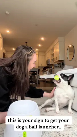 let this be your sign to buy a ball launcher for your dog… #frenchie #dogsoftiktok #funnydogvideos #dogenrichment #interactivedogtoy 
